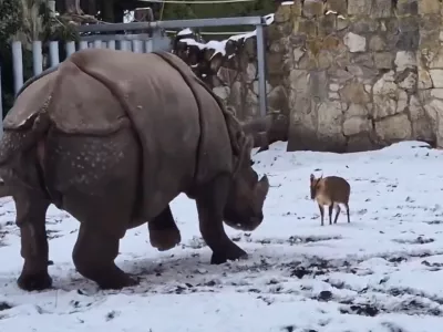Zabaven prizor iz živalskega vrta v Vroclovu.