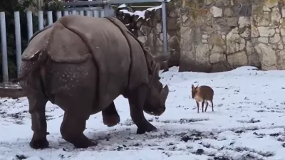 Zabaven prizor iz živalskega vrta v Vroclovu.