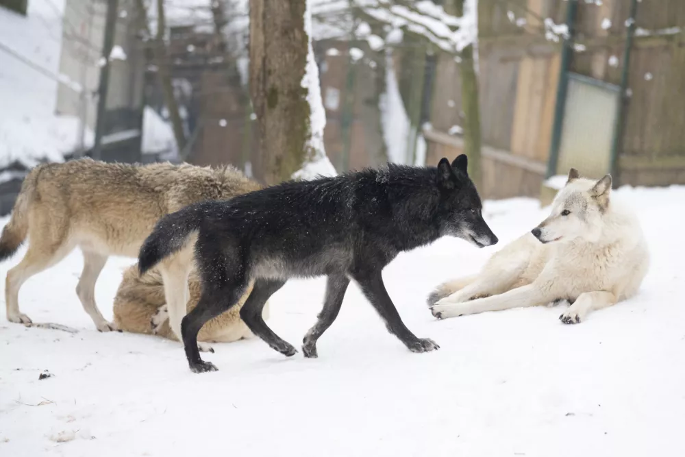 volk volkovi09.01.2026 ZOO Živalski vrt Ljubljana - živali pozimiFOTO: Nik Erik Neubauer