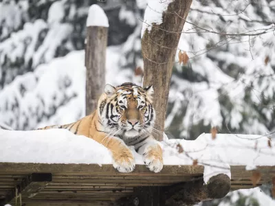 tiger09.01.2026 ZOO Živalski vrt Ljubljana - živali pozimiFOTO: Nik Erik Neubauer