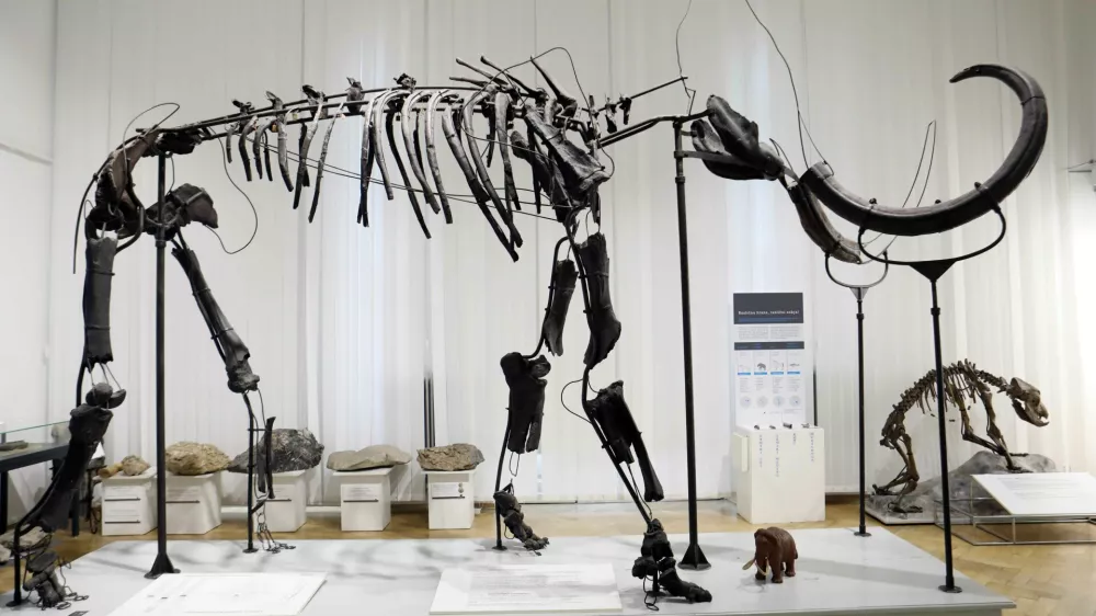 - Neveljski mamut &ndash; okostje mamuta - - 21.03.2023 &ndash; Prirodoslovni muzej Slovenije &ndash; državni muzej z naravoslovno, znanstveno in pedago&scaron;ko vsebino, Pre&scaron;ernova cesta 20 v Ljubljani//FOTO: Tomaž Skale
