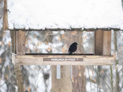 krmilnica za ptice09.01.2026 ZOO Živalski vrt Ljubljana - živali pozimiFOTO: Nik Erik Neubauer / Foto: Nik Erik Neubauer