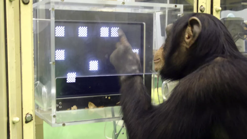 ** EMBARGOED UNTIL NOON, MONDAY, DEC. 3, 2007 **This photo provided by the Primate Research Institute in Kyoto, Japan, show a chimpanzee named Ayumu as he performs the second stage of a memory test in which he must recall the location on a touch sensitive monitor of numerals that have changed to squares, Dec. 13, 2006, at the Institute in Kyoto. (AP Photo/Primate Research Institute, Kyoto/Tetsuro Matsuzawa)