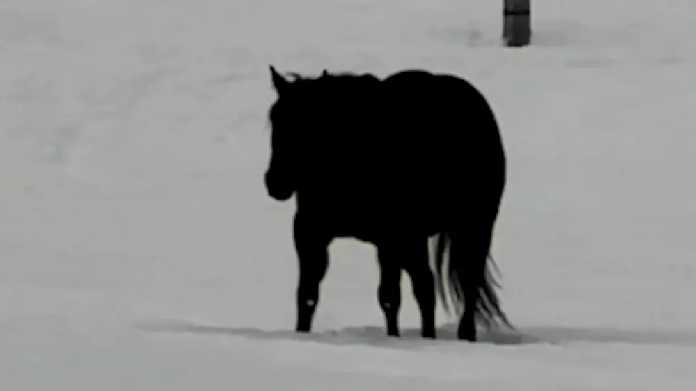 Sporna slika / Foto: Zajem Zaslona/tiktok