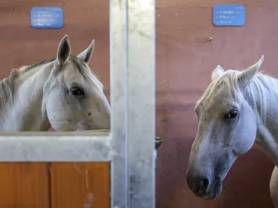 - 11.10.2024 - dan odprtih vrat Postaje konjeni&scaron;ke policije Ljubljana ob 50-letnici ustanovitve, na katerem so si obiskovalci lahko ogledali policijske konje in opremo, ter potek oskrbe in kak&scaron;no je delo s konji v policiji nasploh //FOTO: Jaka Gasar