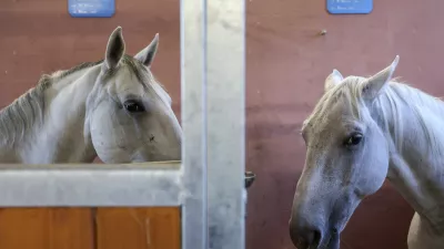 - 11.10.2024 - dan odprtih vrat Postaje konjeni&scaron;ke policije Ljubljana ob 50-letnici ustanovitve, na katerem so si obiskovalci lahko ogledali policijske konje in opremo, ter potek oskrbe in kak&scaron;no je delo s konji v policiji nasploh //FOTO: Jaka Gasar