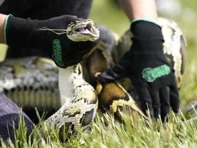 FILE - A Burmese python is held during a safe capture demonstration on June 16, 2022, in Miami. (AP Photo/Lynne Sladky, File)