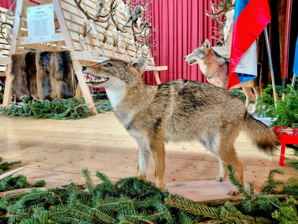 Lovci opozarjajo na nedopustna nočna lomastenja v gozdu