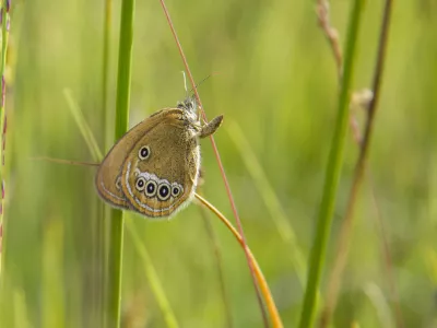 Na Barju ohranili dve ogroženi vrsti