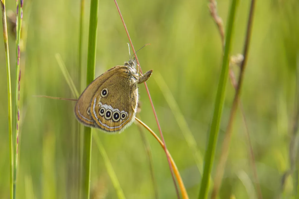 Na Barju ohranili dve ogroženi vrsti