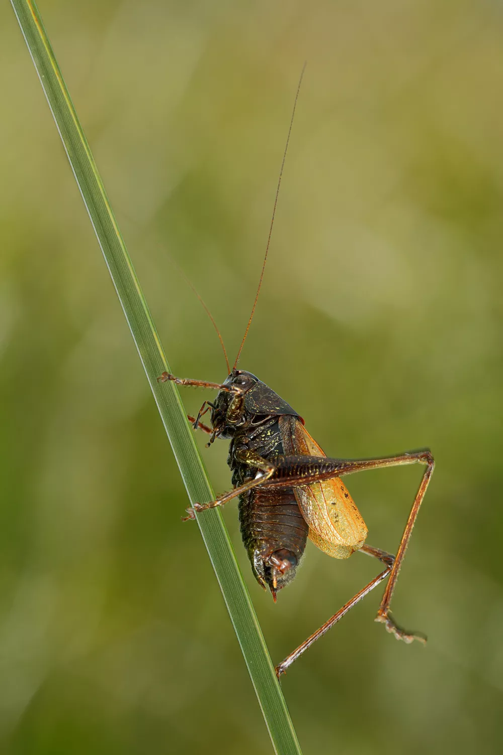 Na Barju ohranili dve ogroženi vrsti