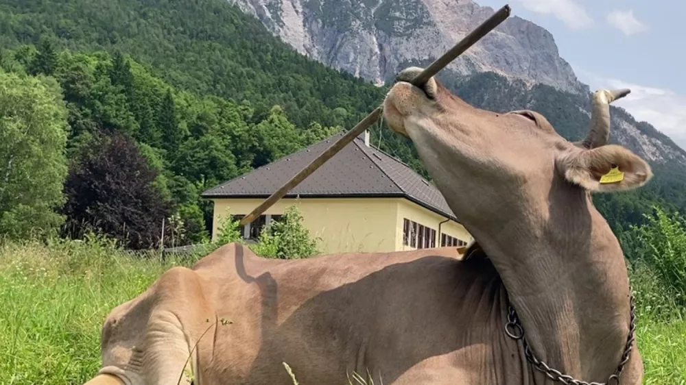 Veronika med praskanjem / Foto: Antonio J Osuna Mascaró