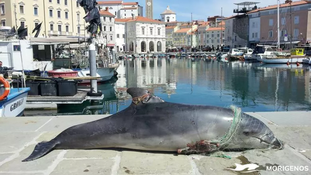 Delfinka se je eno leto kasneje znova zapletla v drugo ribi&scaron;ko mrežo, kar je tokrat bilo usodno. Foto: Morigenos