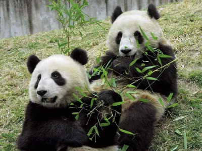 A pair of pandas, a male (R) and a female, eat bamboo at the China Panda Protection and Research Center in Wolong, in southwest China's Sichuan province in this March 17, 2007 photo. China has selected the two pandas to give to Hong Kong as an anniversary gift, 10 years after the former British colony's return to Chinese rule. Picture taken March 17, 2007. CHINA OUT REUTERS/China Daily (CHINA)