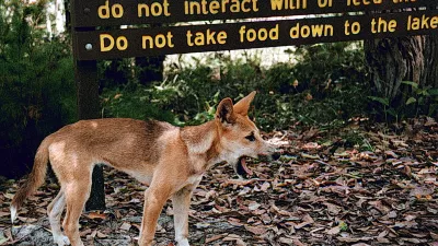 Dingo, Avstralija - pes