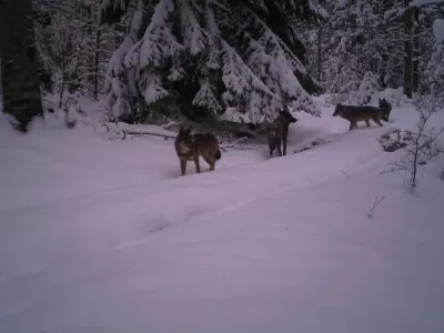 Trop volkov v notranjosti Plitvi&scaron;kih jezer. F TZ Plitvi&scaron;ka jezera