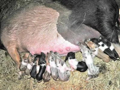 živinoreja, pujski, kastracije. Foto: KGZS 