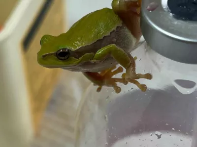 Zelena rega, Lidl, Kranj. Foto: Veterina Golob