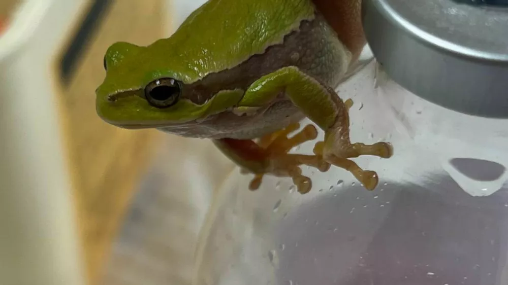Zelena rega, Lidl, Kranj. Foto: Veterina Golob