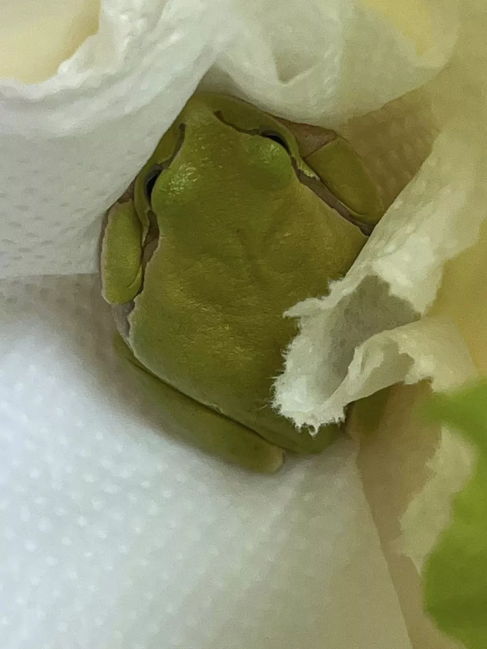 Zelena rega, Lidl, Kranj. Foto: Veterina Golob