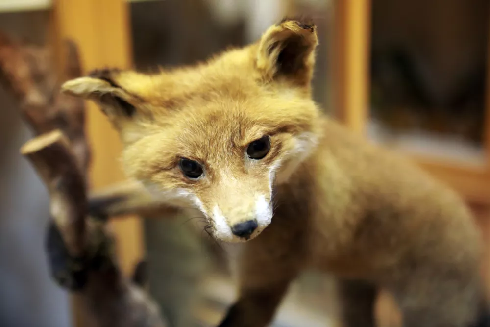 Nenavadno življenje 97-letnega Staneta: Spal v krsti, lovil znanje, prepariral živali