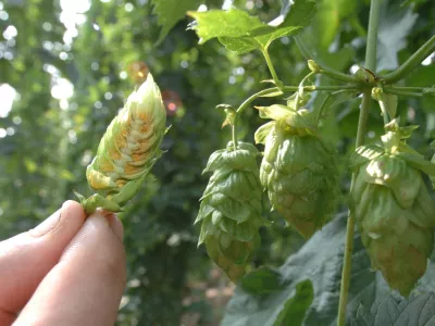 hmeljarstvo - obiranje hmelja - nasad hmelja - hmelj - Žalec - Savinjska dolina // FOTO: Jaka AdamičOPOMBA: ZA OBJAVO V SOBOTNI PRILOGI - REPORTAŽA