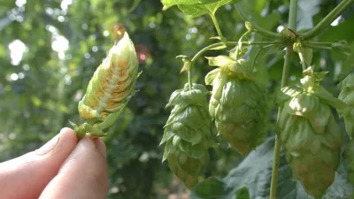 hmeljarstvo - obiranje hmelja - nasad hmelja - hmelj - Žalec - Savinjska dolina // FOTO: Jaka AdamičOPOMBA: ZA OBJAVO V SOBOTNI PRILOGI - REPORTAŽA