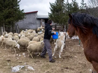 - pastirski pes pasme tornjak- drobnica - ovce- 28.02.2017 - Jur&scaron;če v Občini Pivka - Ekolo&scaron;ka kmetija Sedmak - reja drobnice na prostem - primer dobre prakse uporabe pastirskih psov za varovanje drobnice pred velikimi zvermi -//FOTO: Matjaž Ru&scaron;t