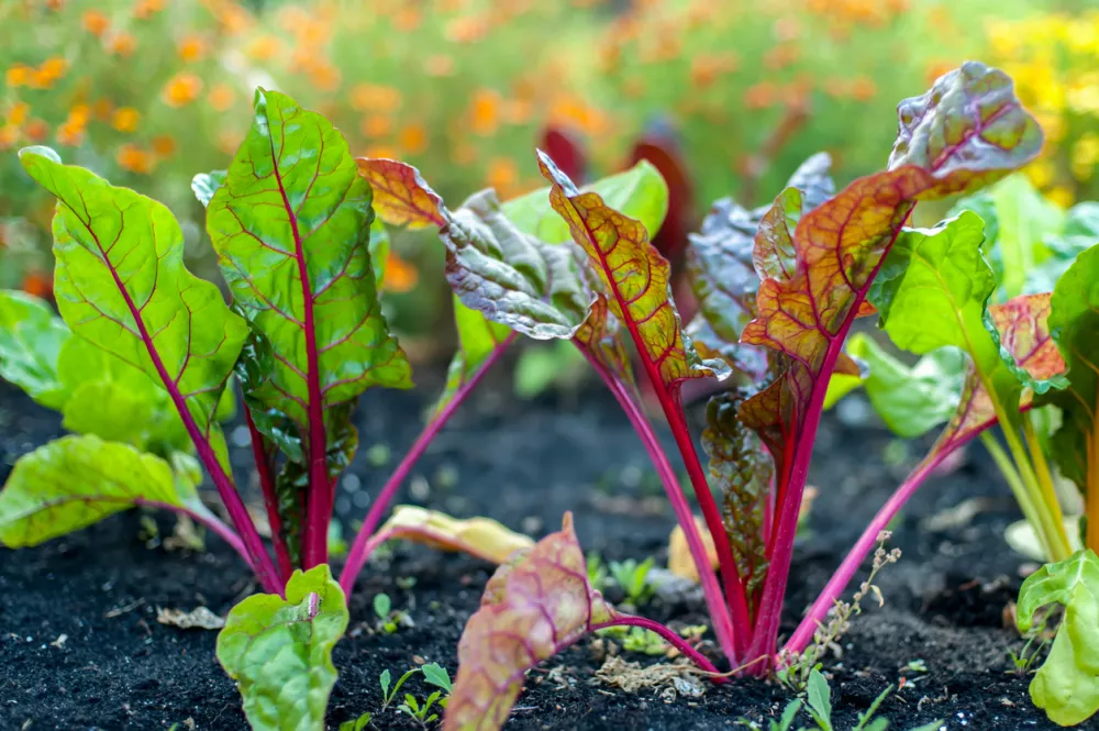 Sugar beets with fresh leaves in the garden. The Red Veined Leaves of Beetroot (Beta vulgaris). / Foto: Taratata,getty Images/istockphoto