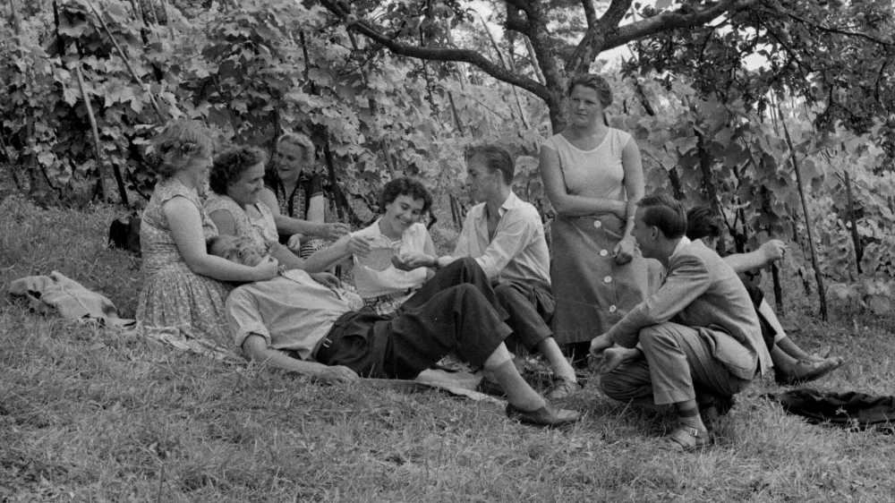 Leto 1959. Piknik med dolenjskimi vinogradi. 