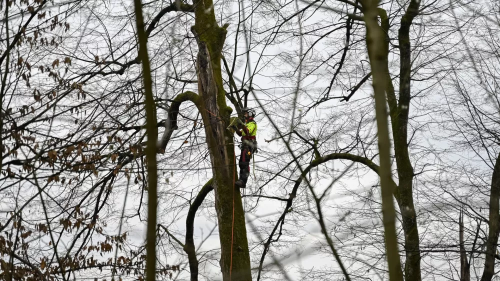- 27.02.2024 &ndash; Krajinski park Tivoli &ndash; sečnja oslabljenih in bolnih dreves na območju Podrožni&scaron;ke poti v Krajinskem parku Tivoli, Rožnik in &Scaron;i&scaron;enski hrib //FOTO: Nik Erik Neubauer