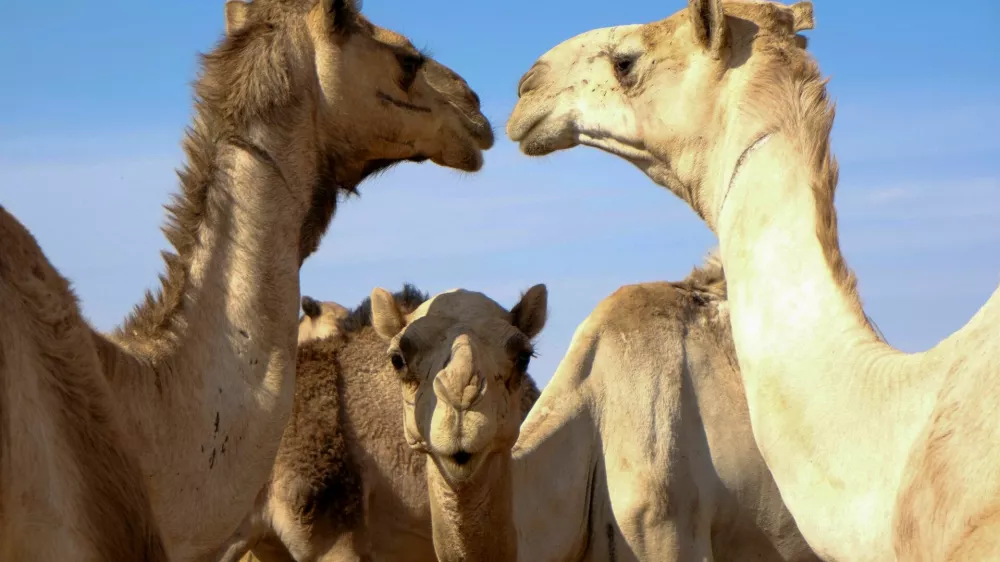 Camels at the livestock export market, in El Obeid, North Kordofan State, Sudan, January 17, 2026. REUTERS/El Tayeb Siddig