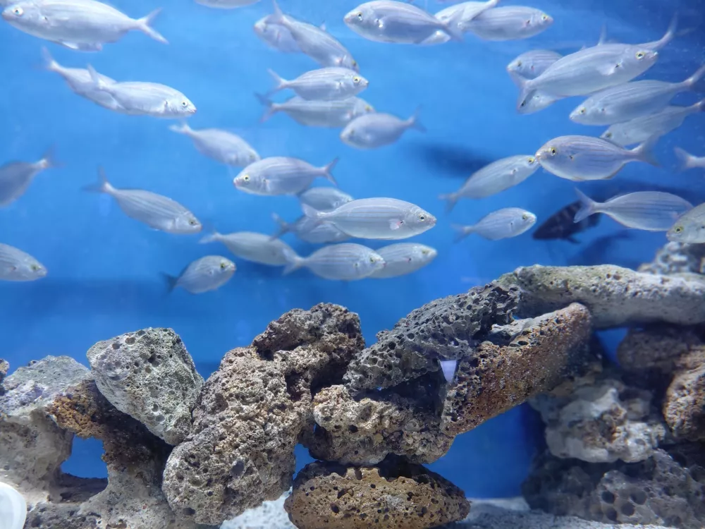 Piranski akvarij v boju s časom