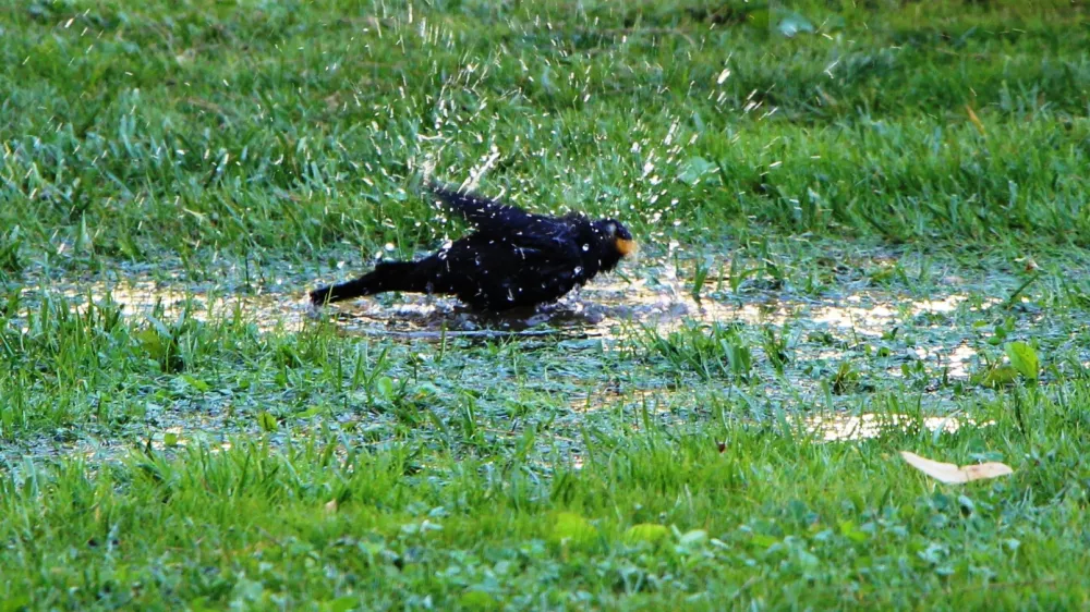 2. " Jutranje kopanje v mestnem parku" prikazuje kosa, ki je najprej pregnal vse druge ptice in se nato sam kopal mlakuži v mestnem parku.Avtor fotografij: Martin Brglez, Legen 47 a, 2383 &Scaron;martno pri Slovenj Gradcu