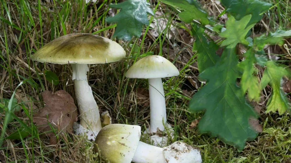 Zelena mu&scaron;nica