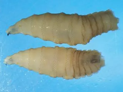 Ličinki vijačne muhe, parazita, ki jedo tkivo živali. 