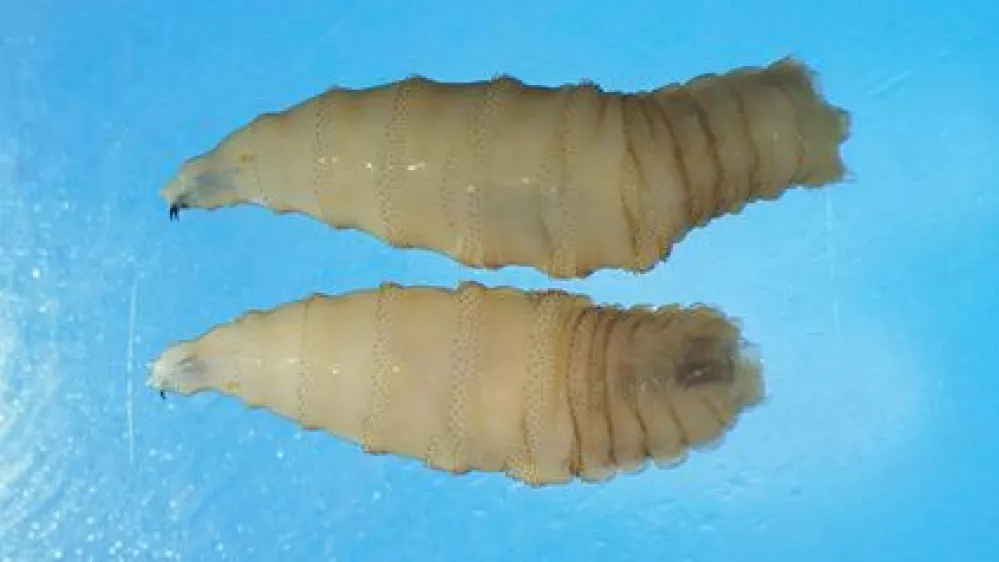 Ličinki vijačne muhe, parazita, ki jedo tkivo živali. 