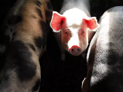 - ilustrativna fotografija - pra&scaron;ičereja, pujs, svinja, domača žival FOTO: JAKA GASAR / NEDELJSKI