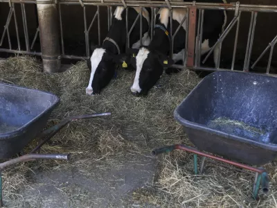 - govedoreja - krave - krava - živinoreja- 08.10.2019 &ndash; Kmetija Pustotnik &ndash; Sirnica, mlečni izdelki in siri, Poljanska cesta 19, Gorenja vas Občini Gorenja vas-Poljane. //FOTO: Jaka GasarOPOMBA: DNEVNIKOV OBJEKTIV &ndash; REPORTAŽA O SIRIH