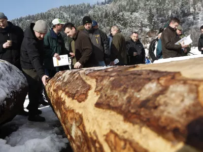 - 7. licitacija visoko kakovostnega lesa v Sloveniji 2013 - Slovenj Gradec, prodaja - draba - les - drevesa - hlodi    //FOTO: Luka Cjuha  