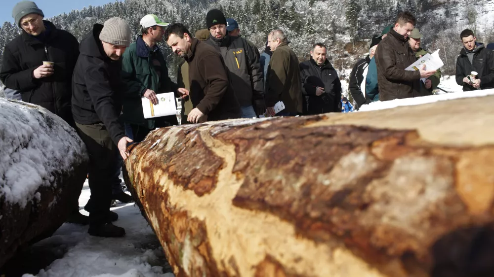 - 7. licitacija visoko kakovostnega lesa v Sloveniji 2013 - Slovenj Gradec, prodaja - draba - les - drevesa - hlodi    //FOTO: Luka Cjuha  