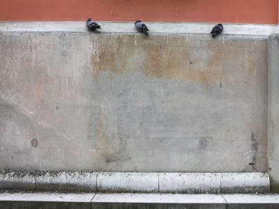 Koga motijo golobi in ali bi naselitev sokolov omejila njihovo populacijo?