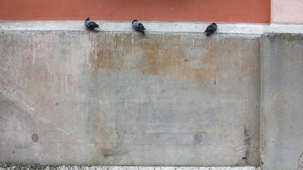 Koga motijo golobi in ali bi naselitev sokolov omejila njihovo populacijo?