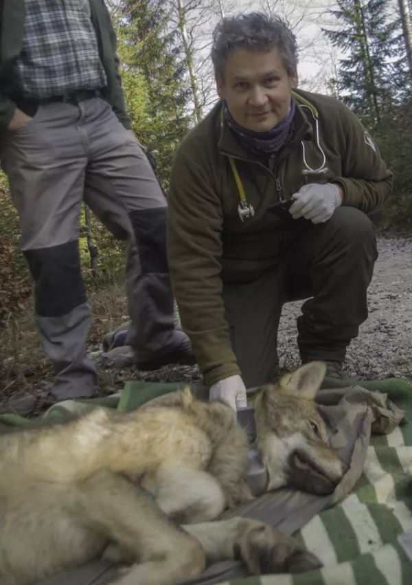 Biotehni&scaron;ka fakulteta, katedra za ekologijo in varstvo okolja, volk Jelko, namestitev telemetrične ovratnice / Foto: Rudi Kra&scaron;evec 