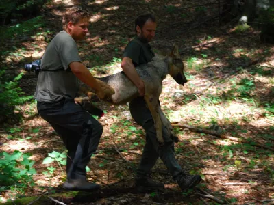 Biotehni&scaron;ka fakulteta, katedra za ekologijo in varstvo okolja volk Slavc, odlov / Foto: Nina Ražen 