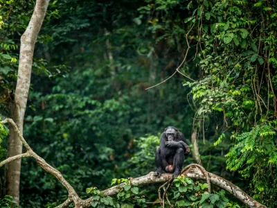 Bonobo na veji v pragozdu, kjer se odvijajo razburljive zgobe. / Foto: Istock