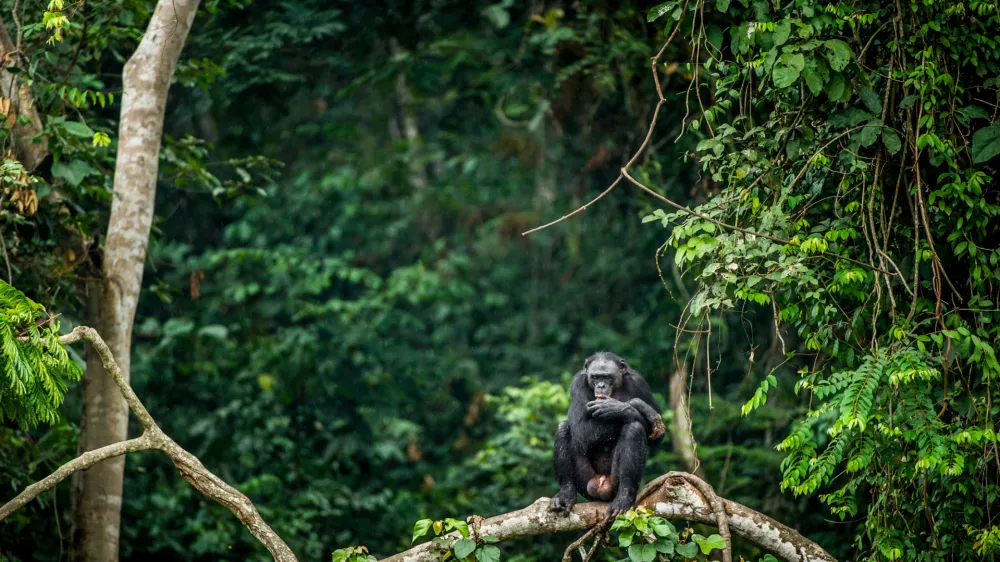 Bonobo na veji v pragozdu, kjer se odvijajo razburljive zgobe. / Foto: Istock