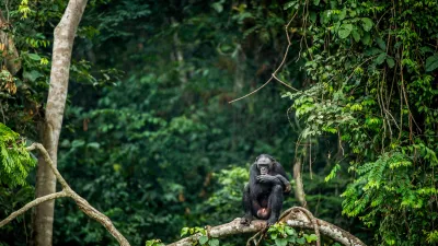 Bonobo na veji v pragozdu, kjer se odvijajo razburljive zgobe. / Foto: Istock