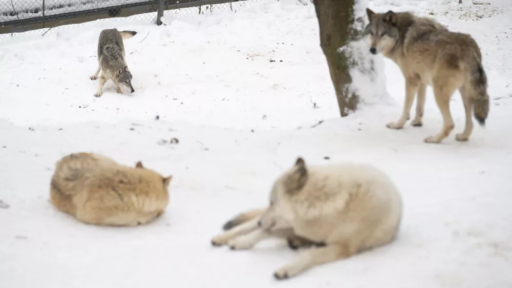 volk volkovi09.01.2026 ZOO Živalski vrt Ljubljana - živali pozimiFOTO: Nik Erik Neubauer