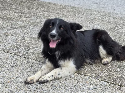 Lepotica tedna Čula / Foto: Anže